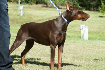 Aria Dobermans WERA DI ALTOBELLO